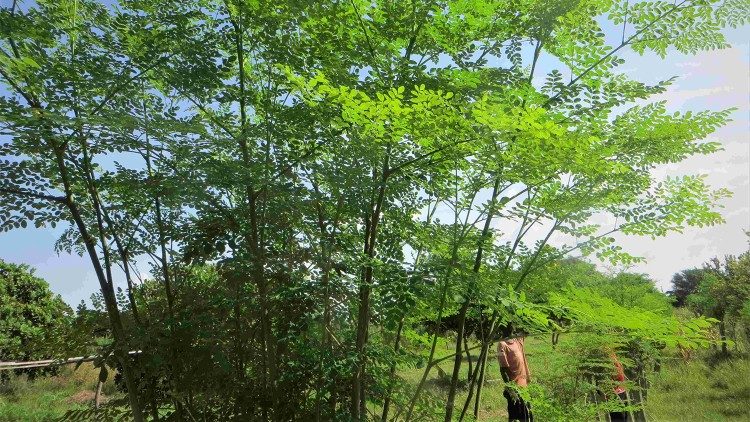 Árbol de la moringa