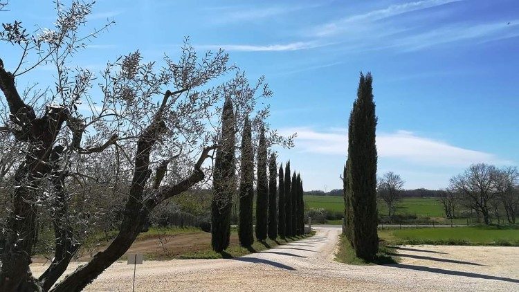 Fields where ancient grain grows on the Fornovecchino Farm