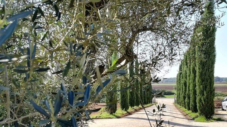 Une allée d'arbres à l'entrée de la ferme de Fornovecchino.