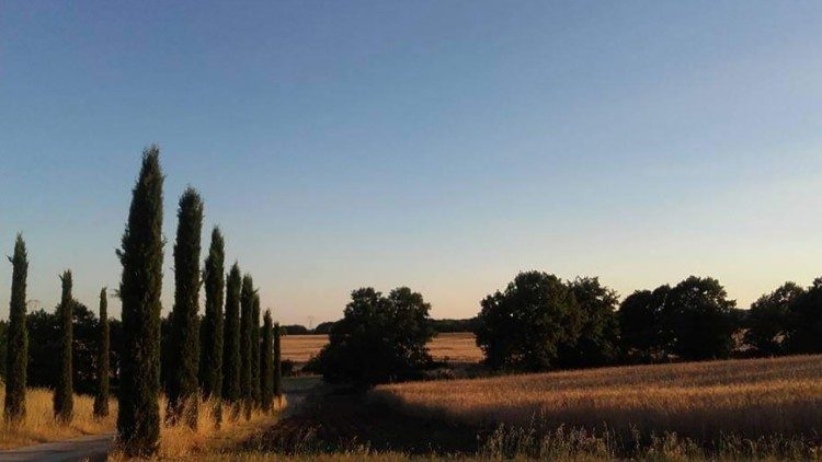 Поля старовинних сортів зеренових підприємтсва «Fornovecchino»