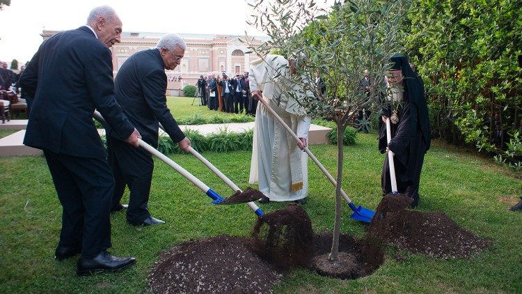Nei Giardini Vaticani si pianta un ulivo, simbolo di pace