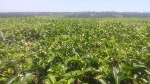 "Conosci la sua storia?", una campagna a favore della filiera etica in agricoltura