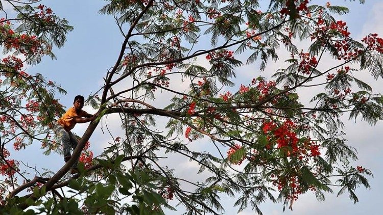 Bangladesh, bambino su un albero