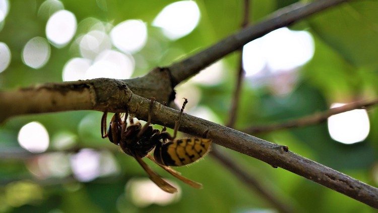 Biodiversità: un mondo di creature dalle forme di vita più piccole a quelle più grandi.