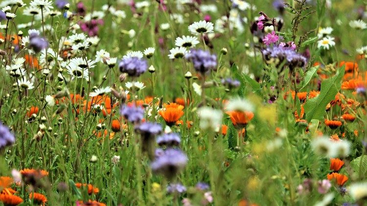 L'ambiente è un bene di tutti. "un prato fiorito" da proteggere.
