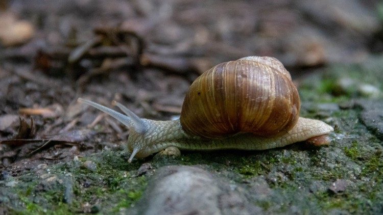 Biodiversità: un mondo di creature dalle forme di vita più piccole a quelle più grandi.