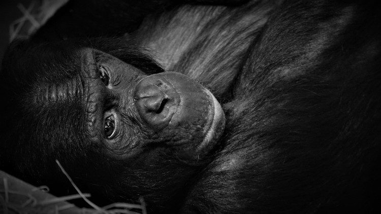 Biodiversità, un intreccio di vite ed ecosistemi