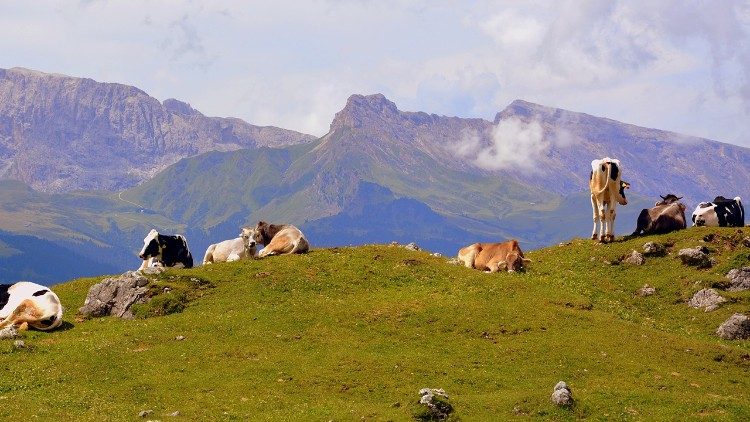 Animali tra cime e vette di montagne