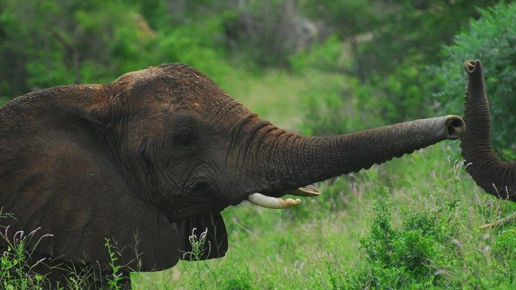 Biodiversità: un mondo di creature dalle forme di vita più piccole a quelle più grandi.