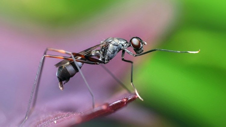 Biodiversità: un mondo di creature dalle forme di vita più piccole a quelle più grandi.