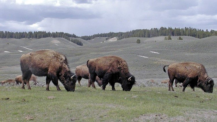 Biodiversità: un mondo di creature dalle forme di vita più piccole a quelle più grandi.