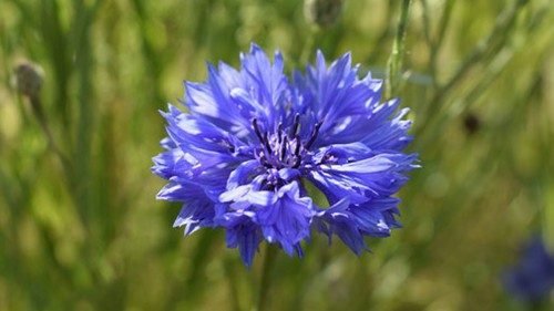 Salvatore e Maria Cristina, mano nella mano contro la Sla