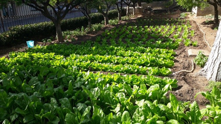 A view of the "Libere Tenerezze - Laudato si'" vegetable garden