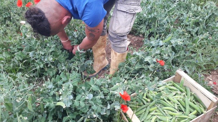 Agricultural work in Ragusa’s prison