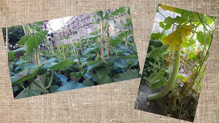The typical Sicilian “tinniruma” courgettes