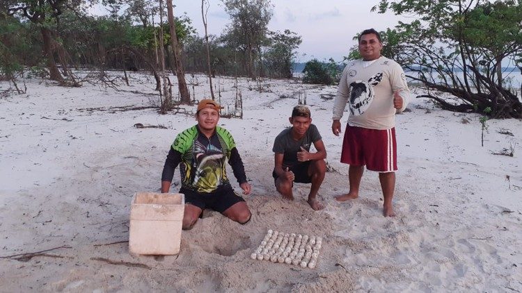 Coleta de ninhos para se levar a áreas protegidas em Barreirinha, no Amazonas