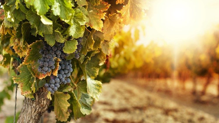 Diecezja rzymska organizuje kurs biblijny… przy winie