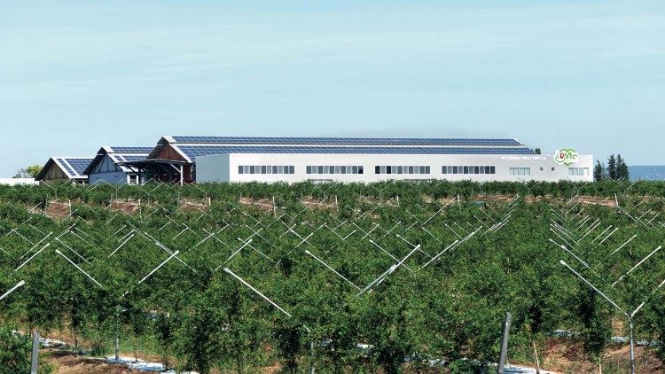 Los sistemas fotovoltaicos y de riego en Masseria Fruttirossi