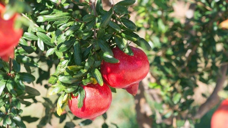 Frutas de granada en los campos de Castellaneta