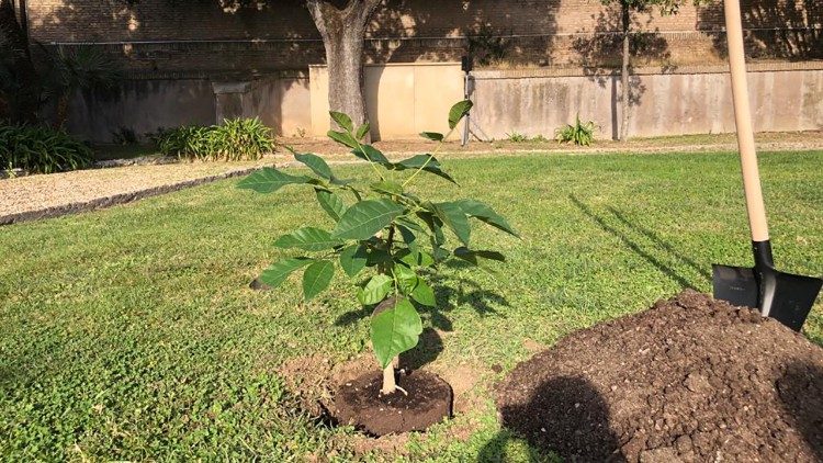 El Maquilishuat, es el árbol nacional de El Salvador