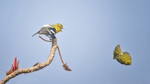 Frère Aloïs de Taizé: migrations et écologie, priorités en 2022