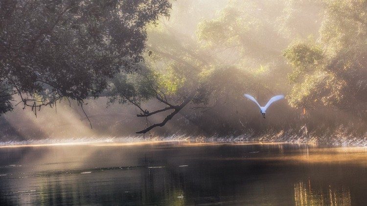 El cuidado de la creación y la responsabilidad compartida, conceptos clave de la encíclica Laudato si' 