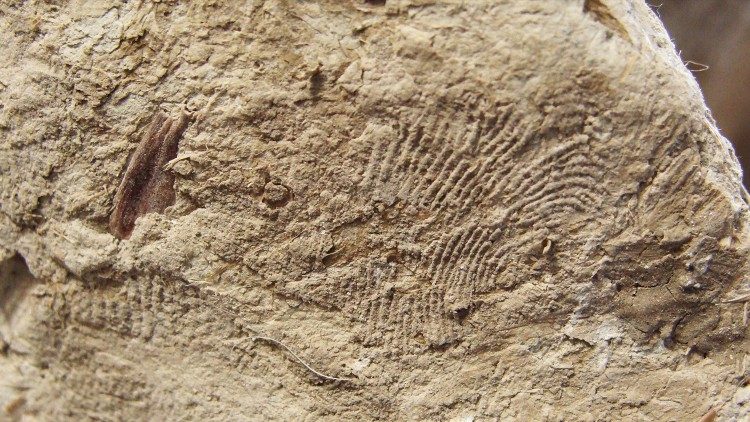 Detail of Bernini's fingerprint