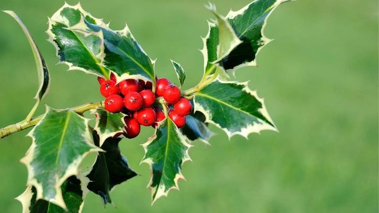 Agrifoglio (Ilex aquifolium)