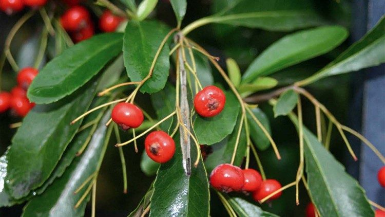 Pungitopo (Ruscus aculeatus L.)