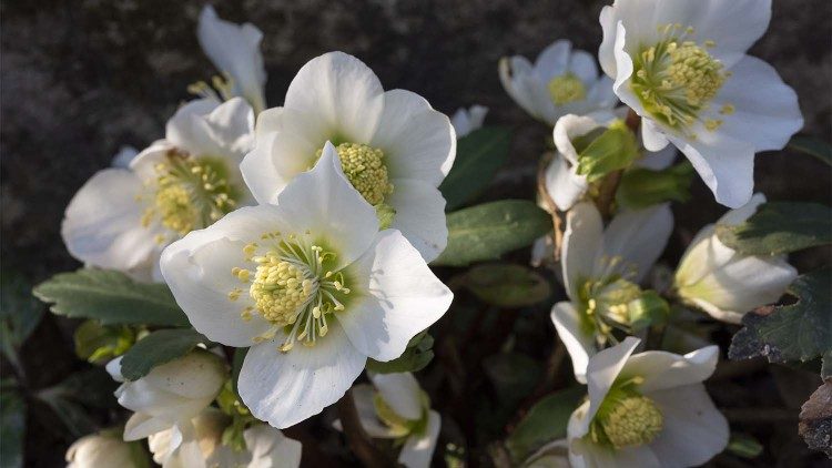 Rosa di Natale (Helleborus niger) 