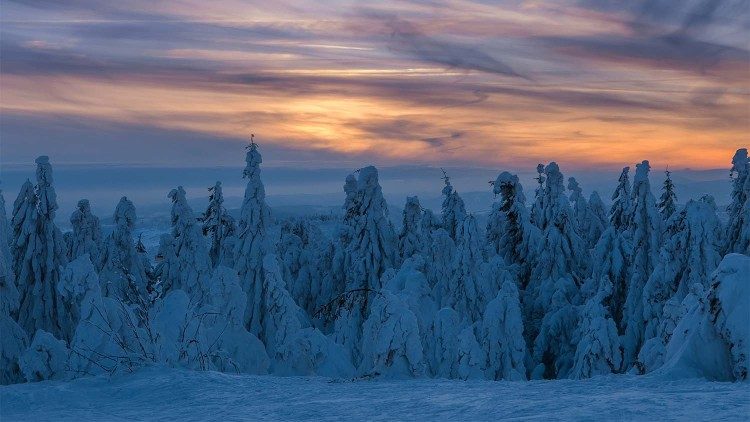 Abeti innevati nel solstizio d'inverno