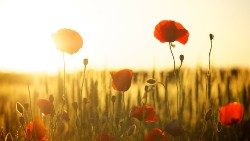 poppies-174276_1920-ok.jpg