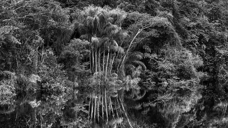 Rio Jaú. Stato di Amazonas, Brasile, 2019