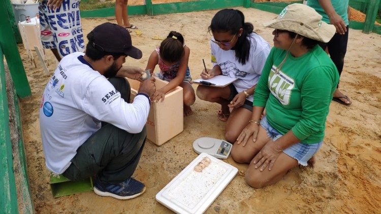 अमाजोनास और बार्रेरिन्हा के संरक्षित क्षेत्रों में ले जाने के लिए घोंसलों का संग्रह