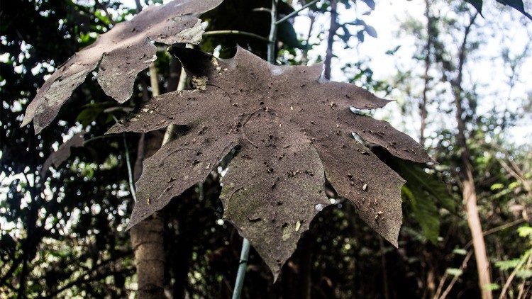 La Madre Tierra no puede soportar más esta dinámica de crecimiento y consumo ilimitado. (foto M.Cruz)