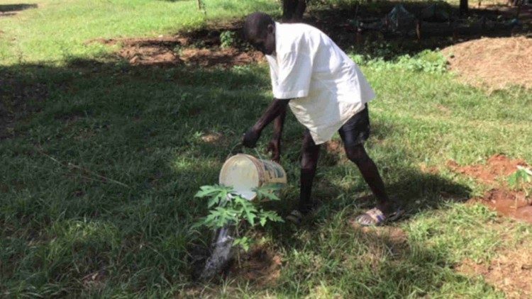 Joseph Loyda cuida los árboles en Riwoto.