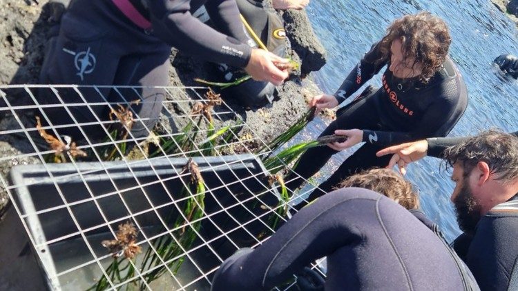 Preparación de rejillas con los esquejes de Posidonia