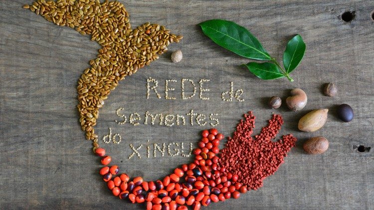 Rede de Sementes do Xingu. Arquivo: Rede de Sementes Xingu, PA.  Arquivo: Rede de Sementes Xingu, PA.