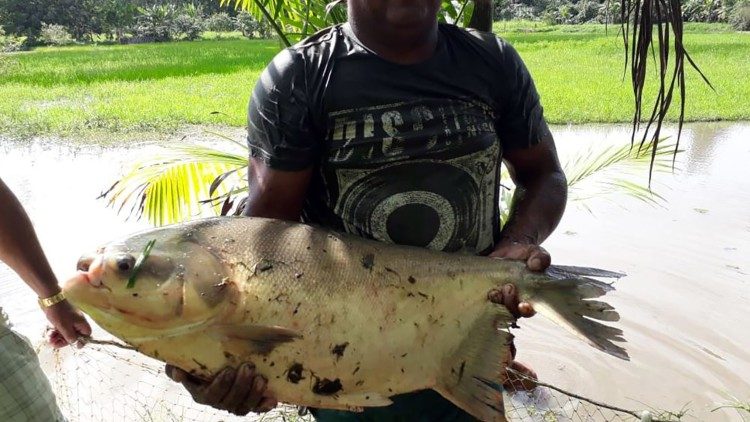 Gli avannotti possono arrivare a pesare anche 6-7 chilogrammi