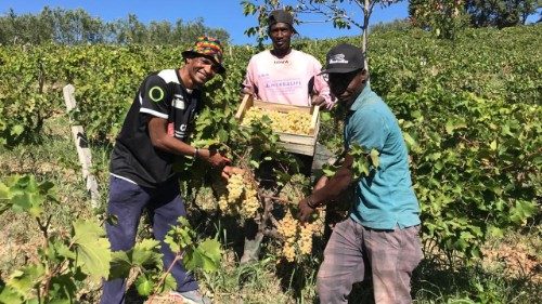 Giornata migranti, a Matera c'è un vino che sa di futuro