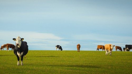 L'impegno di tutti per la salvaguardia del Creato