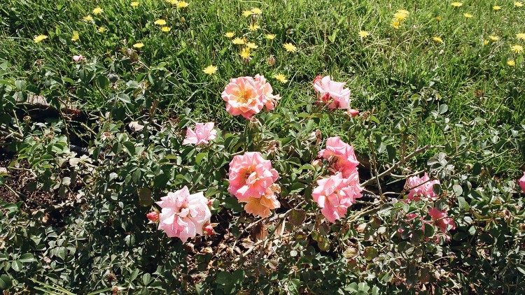 Uzuri wa Maua ya mawaridi katika Bustani za Vatican