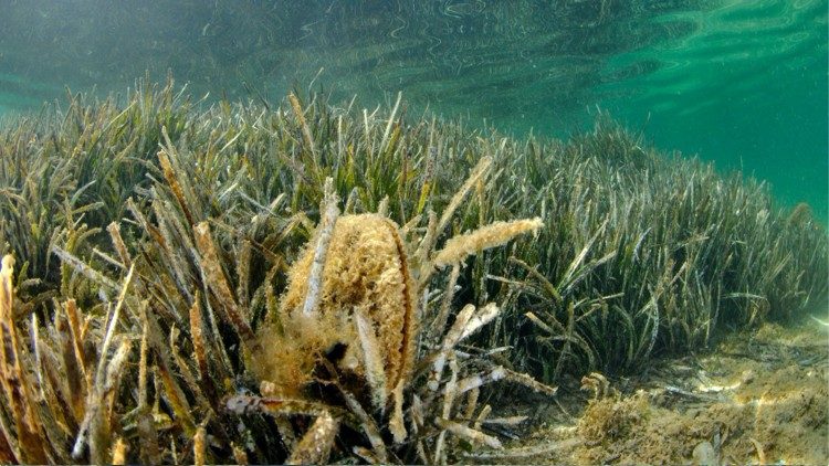 La Pinna è un ecosistema a se stante, sulla sua conchiglia trovano dimora molti altri organismi