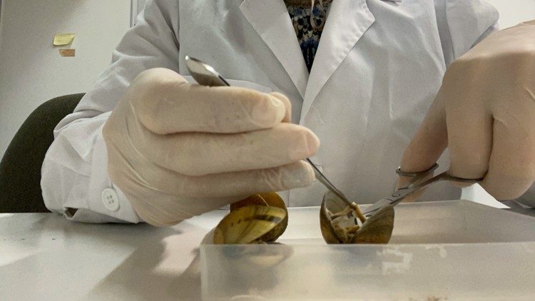 L’importanza della biologia molecolare per assicurare il ripopolamento della Pinna nobilis