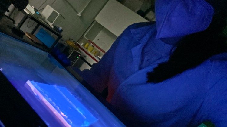 L’utilizzo dell’elettroforesi per la diagnostica