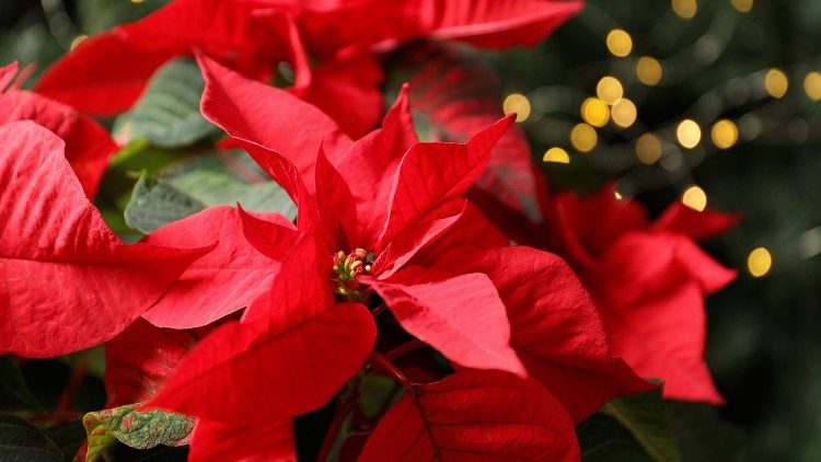 L'Ail torna nelle piazze italiane con le sue Stelle di Natale