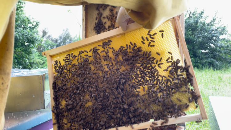 Uno dei telai di Andrea Amendola