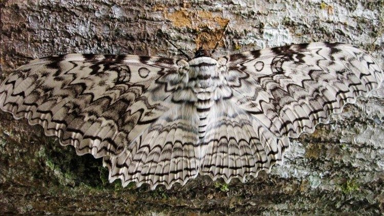 Esta porção da Amazônia abriga milhões de espécies vivas, até mesmo raras