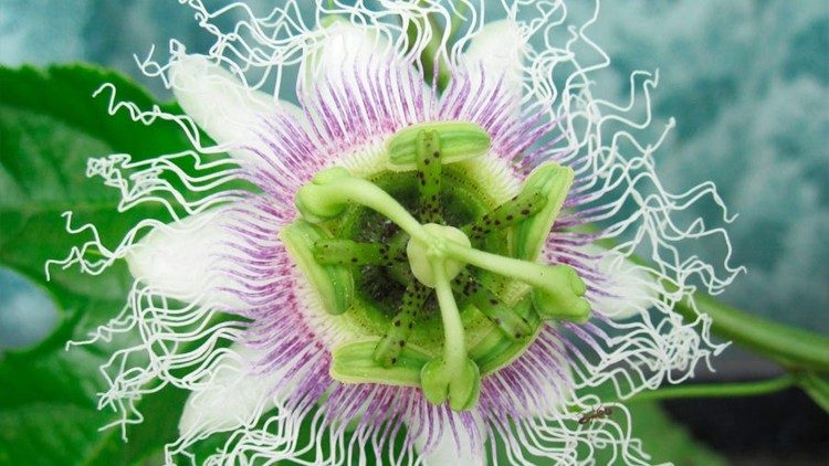 A variedade de plantas desta Floresta é inimaginável