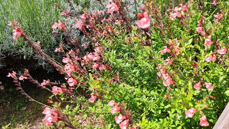 The Benedictine Monastery of Santa Maria in Trastevere. Photo by Anna Poce